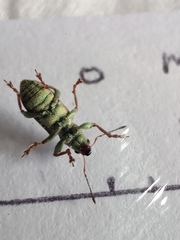 Pachyrhinus lethierryi