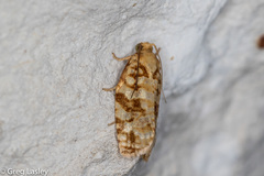 Archips georgiana