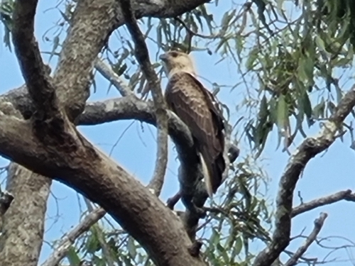 Whistling Kite