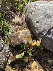 Vancouveria chrysantha