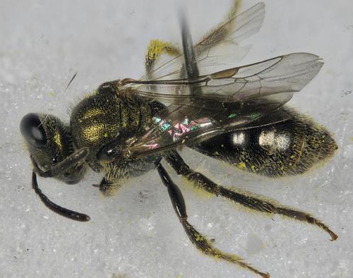 Ellis's Sweat Bee