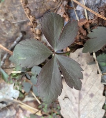 Anemonoides quinquefolia