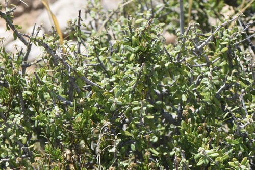 Ceanothus pauciflorus, photograph 1