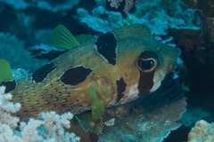 Diodon liturosus