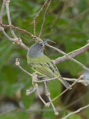 Todirostrum maculatum