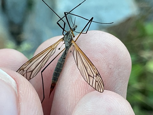 Tipula subnodicornis