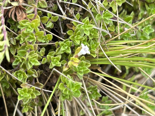Clinopodium nubigenum