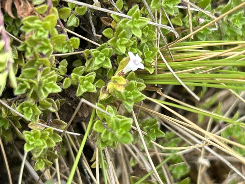 Clinopodium nubigenum, photograph 1