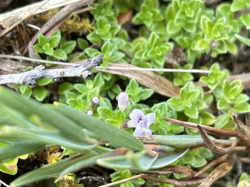 Clinopodium nubigenum, photograph 2