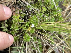 (c) Staci Oré, some rights reserved (CC BY) Clinopodium nubigenum, photograph (c) Staci Oré, some rights reserved (CC BY)