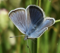 Icaricia icarioides missionensis