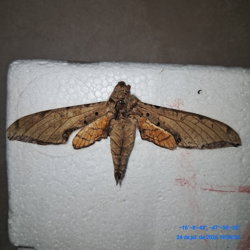 Streaked Sphinx