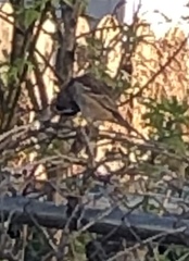 Zonotrichia leucophrys