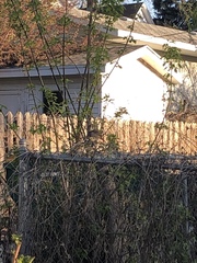 Zonotrichia leucophrys