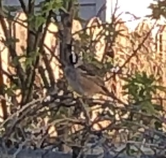 Zonotrichia leucophrys