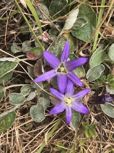 Brodiaea terrestris