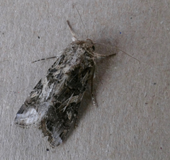 Spodoptera ornithogalli