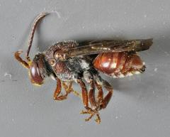 Nomada articulata