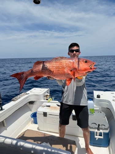 Mullet Snapper