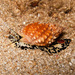 Pimpled Basket Sea Snail - Photo (c) DavidR.808, some rights reserved (CC BY-NC), uploaded by DavidR.808