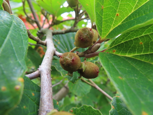 Hamamelis japonica observed 2026-07-20