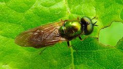 Chloromyia