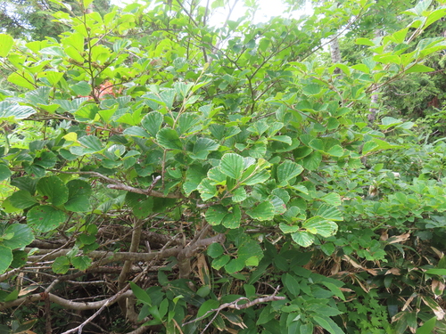 Hamamelis japonica, photograph 1