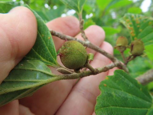 Hamamelis japonica, photograph 3