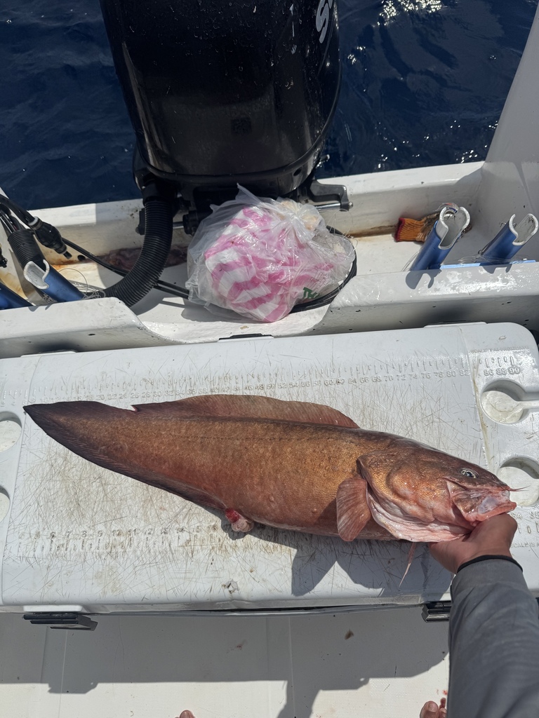 Pacific bearded brotula