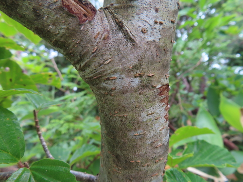 Hamamelis japonica, photograph 4