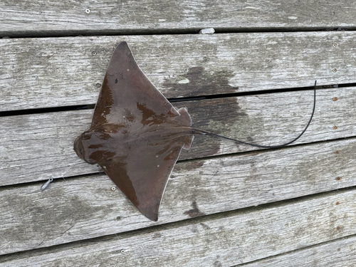 Bullnose Eagle Ray