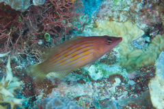 Pseudocheilinus octotaenia