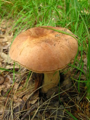 Tylopilus indecisus