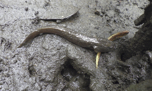Flathead sleeper (Erotelis armiger) — Eleotridae — 4