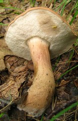 Tylopilus indecisus