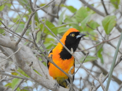 Icterus croconotus