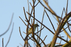Saltator striatipectus