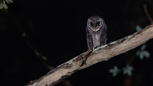 Tyto tenebricosa, 2026-07-21