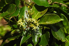 Parsonsia alboflavescens