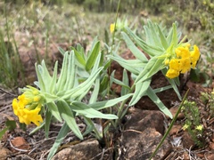 Lithospermum californicum