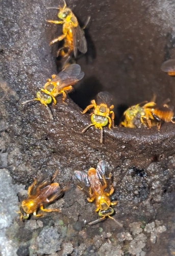 Tetragona goettei