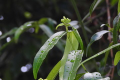 Melodinus angustifolius