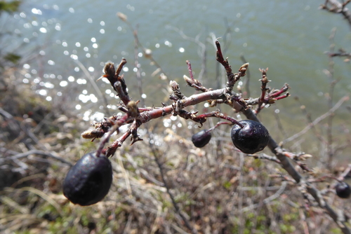 Blizgantysis kaulenis nuotrauka