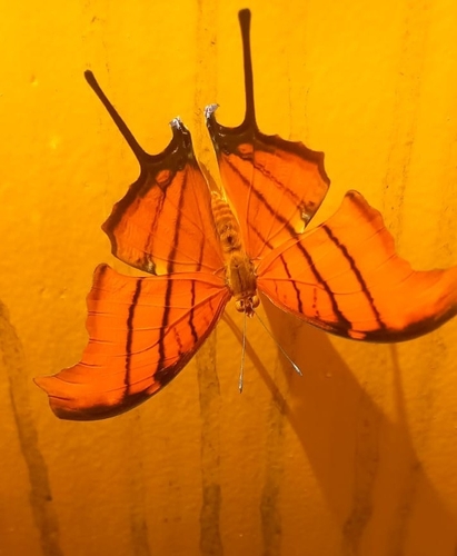 Ruddy Daggerwing