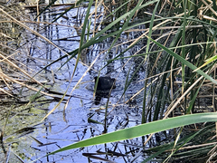 Fulica americana americana