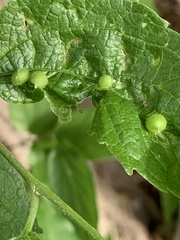 Celticecis oviformis