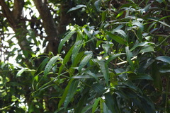 Melodinus angustifolius