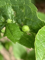 Celticecis oviformis