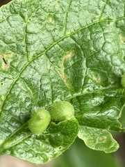 Celticecis oviformis