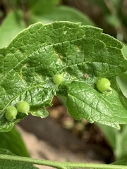 Celticecis oviformis